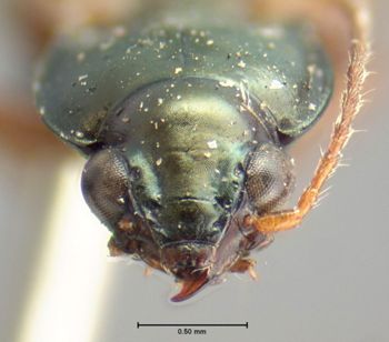 Media type: image;   Entomology 5531 Aspect: head frontal view